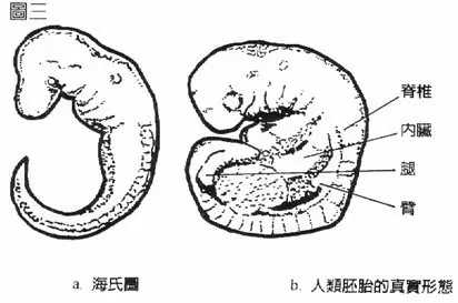 眼球斧