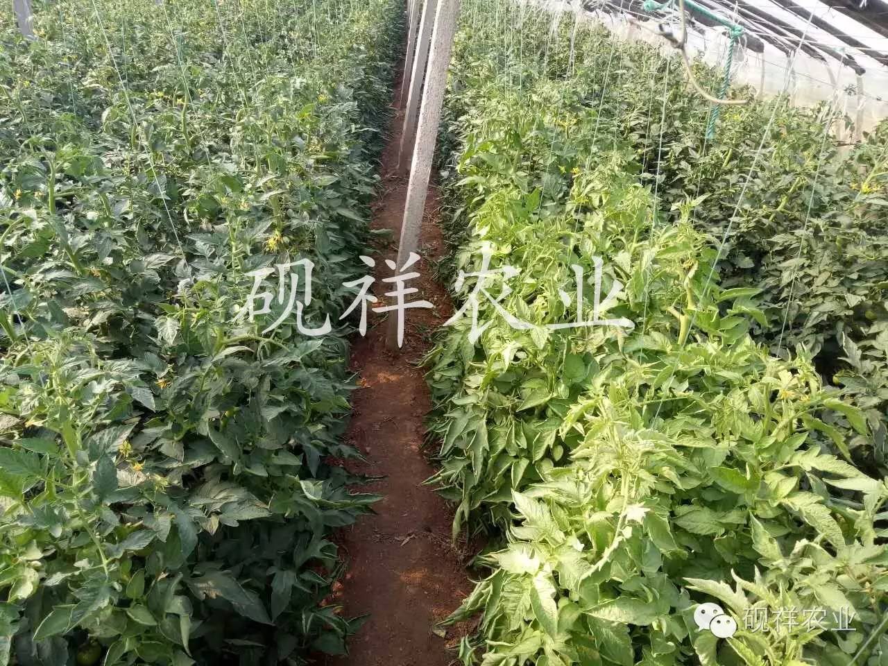 这不今天正好张砚祥老师下棚区查看蔬菜病虫害时,有一位大姐过来急急