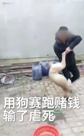 男子赌狗输钱后竟将狗活活摔死:狗不行就吃肉