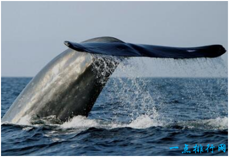 世界上最大的动物,蓝鲸体长可至33米,体重超过180吨