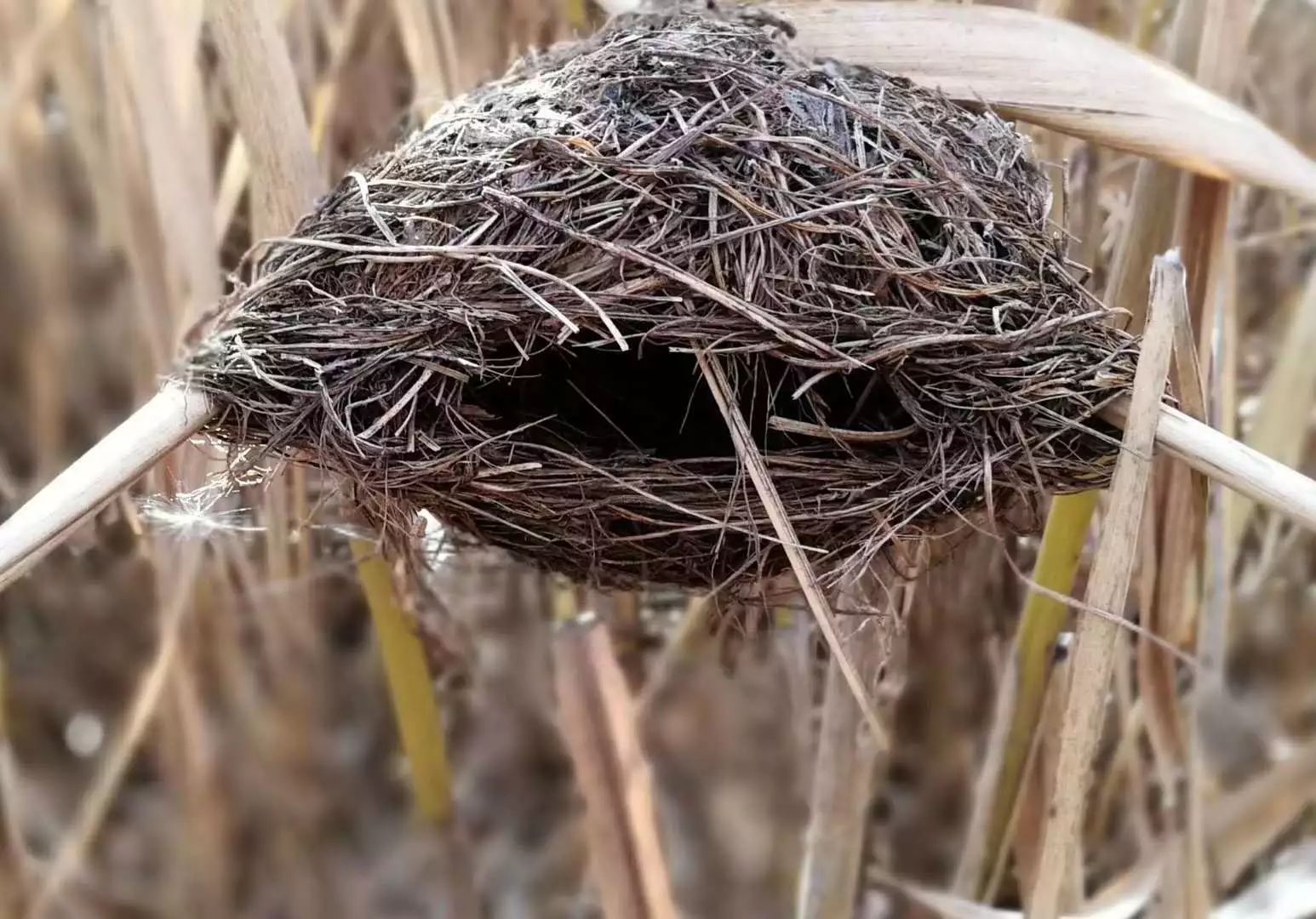 如何成功的制作一个鸟巢并吸引鸟类入住？ - 知乎