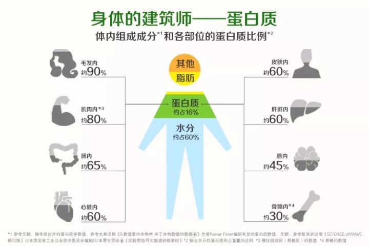 而且,人体每天更新约3%的蛋白质, 所以需要每天补充蛋白质, 所以