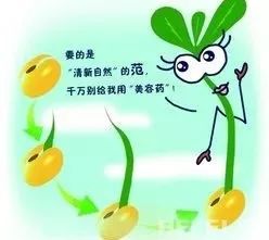 观察绿豆芽的生长 研究性教案