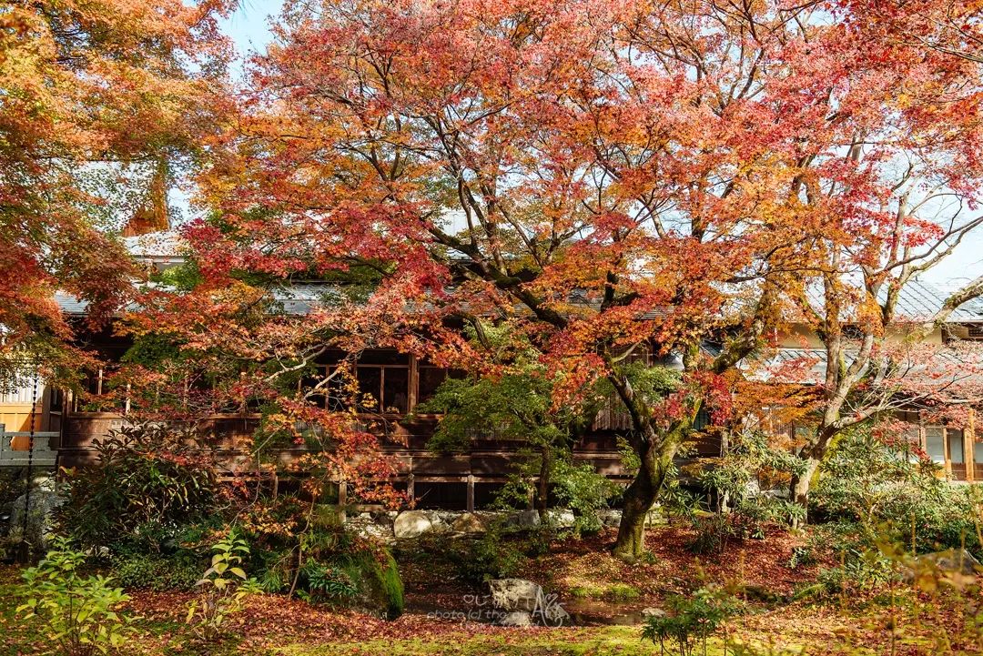 小苍山而建是岚山地区的赏枫名所不仅红叶好看黄色的叶子与翠竹相映有