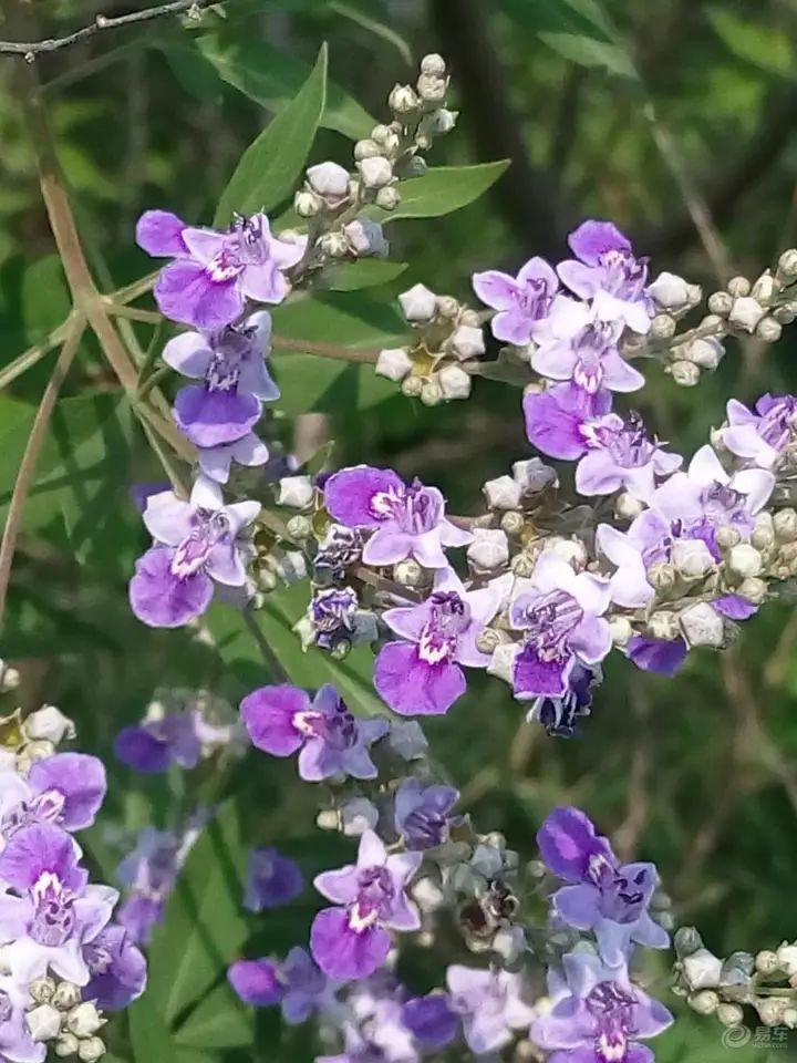 识花荆条