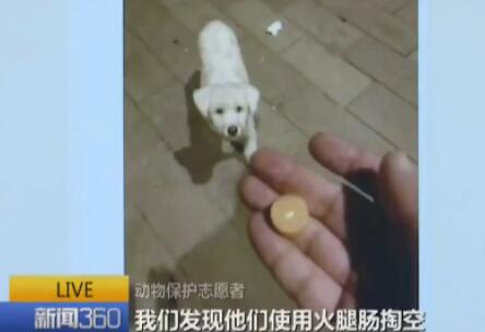 上个月,南京已有宠物犬被毒杀,并在小区里找到"毒香肠".