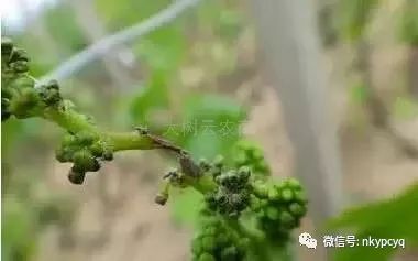 最全的葡萄病害高清对照图以及种植管理技术