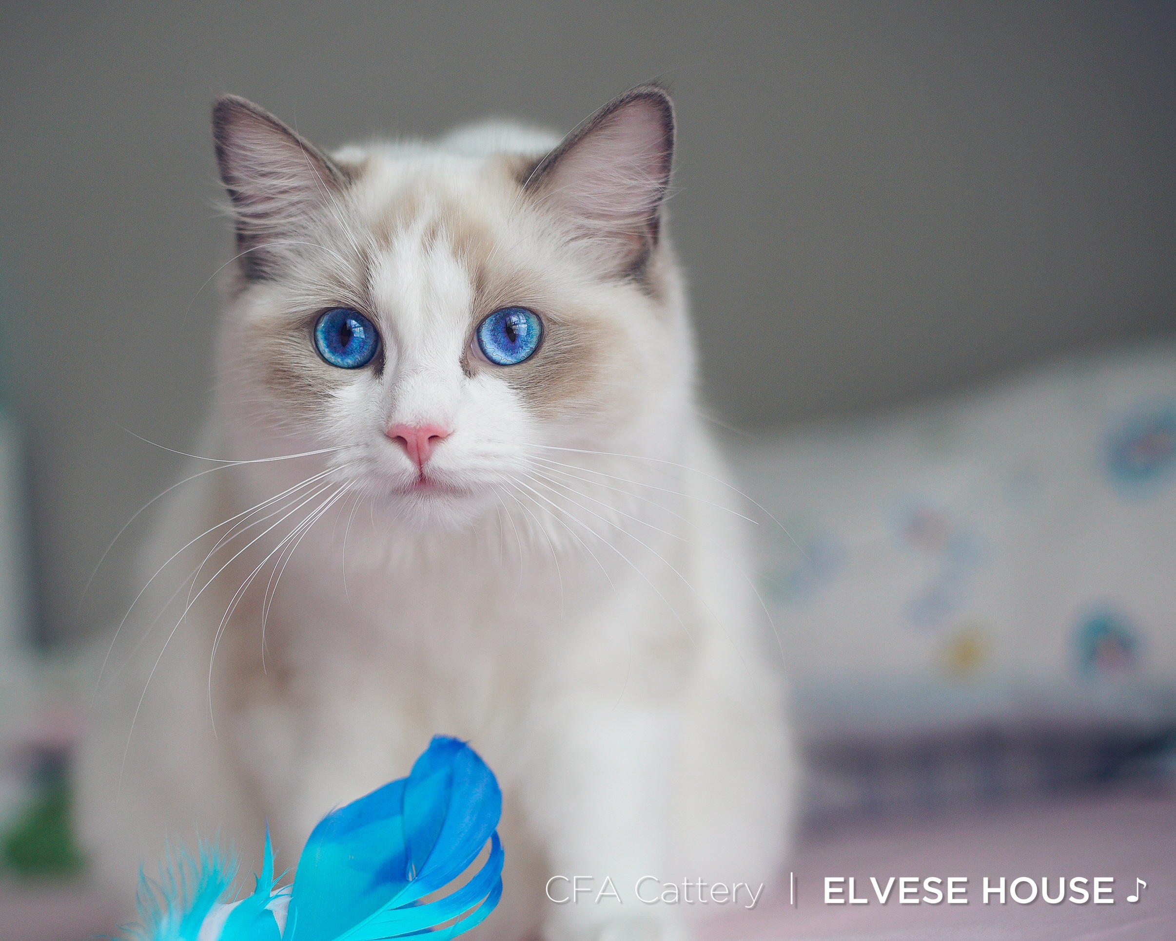 来看看这几只来自ElvesHouse深圳布偶猫舍的猫猫