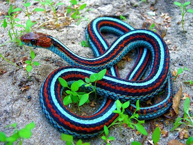 男子后院捕获一奇异怪蛇,惊艳的条纹图案让人充满好奇