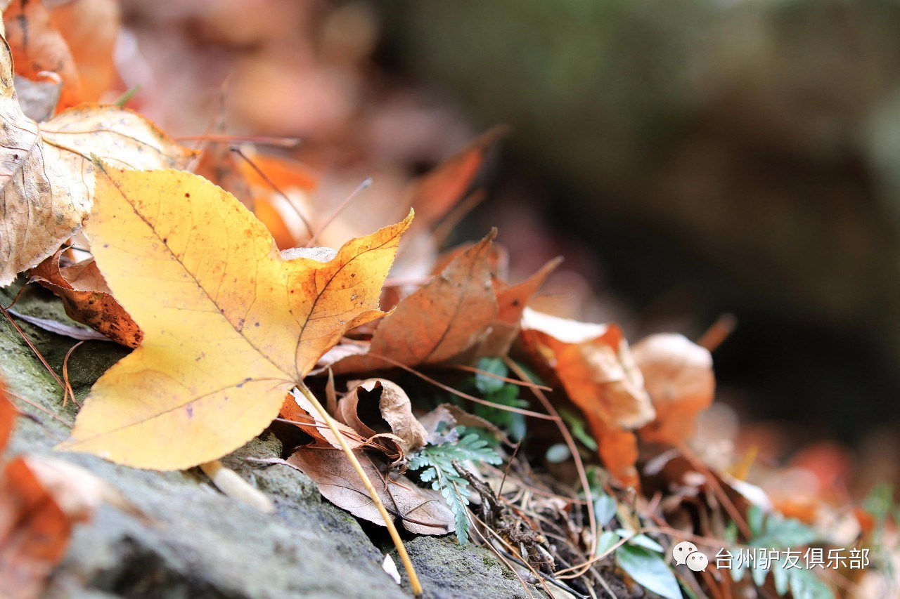 【旅游日记】茶辽古道幽幽,枫红叶落飘飘