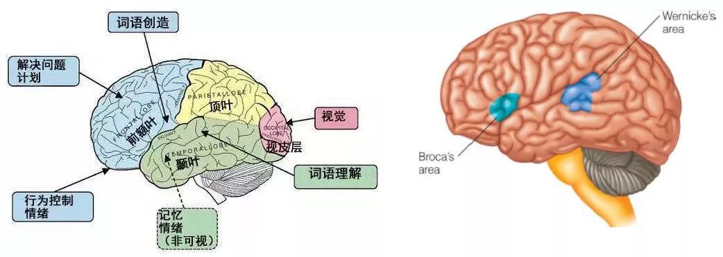 访谈人脑组织库存下未来的希望