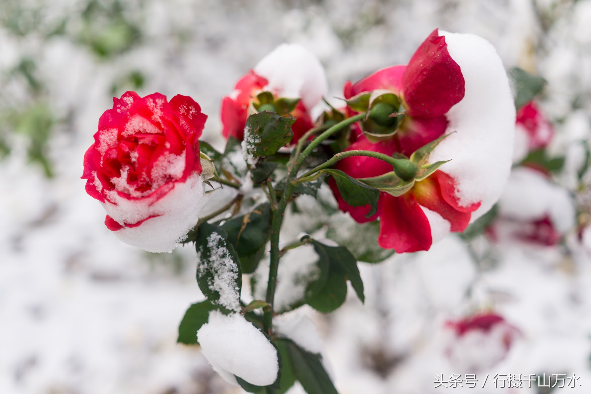 皑皑白雪中一点红,雪中的月季花,美爆了!
