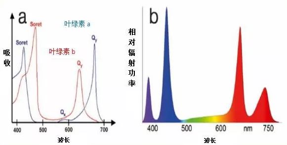 图1a和b:(a)叶绿素a和叶绿素b吸收光谱;(b)以及园艺专用cob led模块的