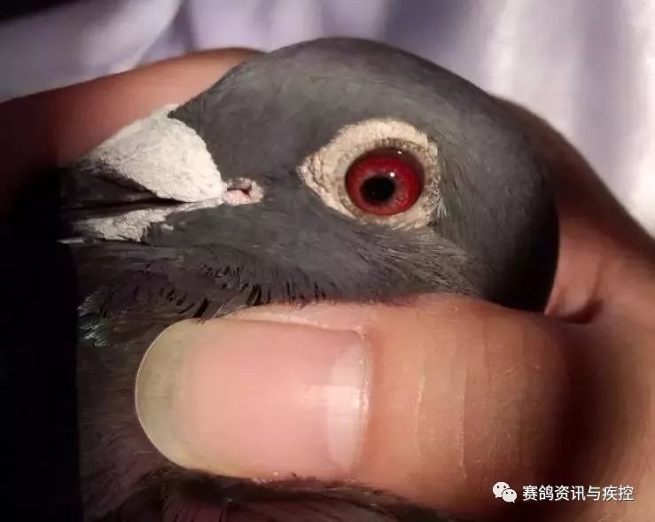 教你怎样看眼底