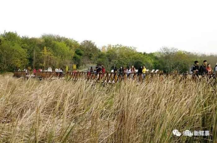 组图: 汤逊湖畔赏冬景! 江夏藏龙岛湿地公园让人流连忘返!