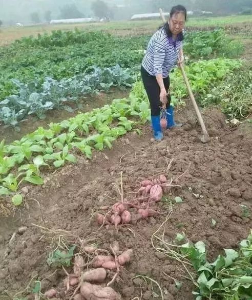 遂川有多少人口_遂川人,你还记得你家门口的那座老桥吗 我们再来看看他们的(3)