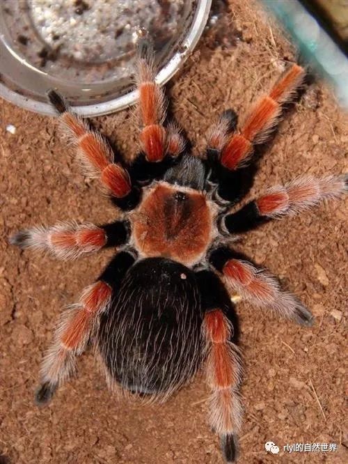 dr赵的世界爬宠文献快译养只捕鸟蛛当宠物tarantulasaspets