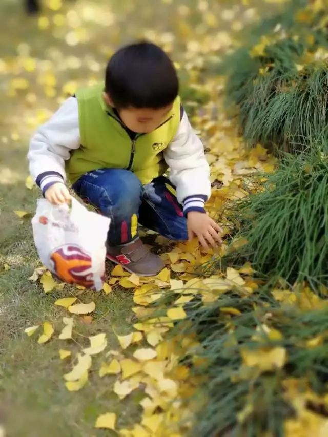 一叶知秋,寻找秋天最后一片落叶 ——徐泾第二幼儿园