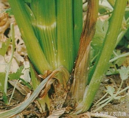 芹菜软腐病 芹菜软腐病是由细菌胡萝卜软腐欧氏杆菌感染所导致,主要随