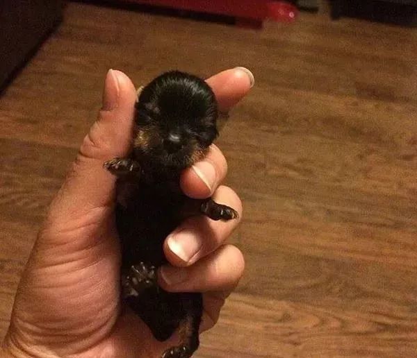 但你知道世界上最小的小狗长什么样吗?
