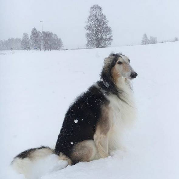 网友养了一只苏俄猎狼犬,号称脸最长的狗,拍照都装不下!