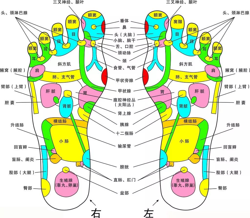 足部诊断1分钟知道你身体的毛病