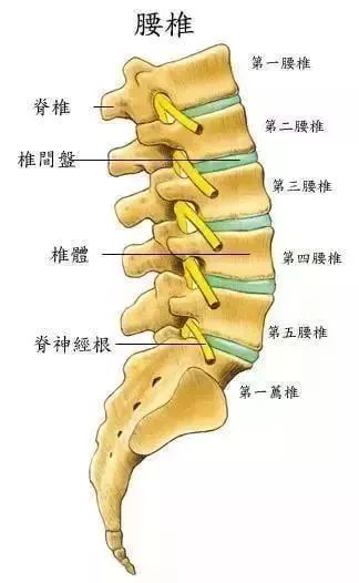 腰椎不稳反复腰痛且腰痛时间久的腰椎间盘突出症患者就会合并有关节