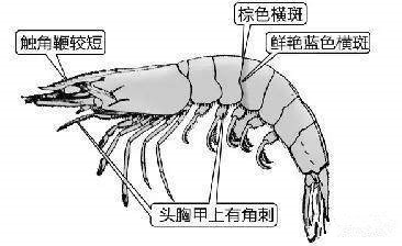 基围虾它到底是什么你知道吗