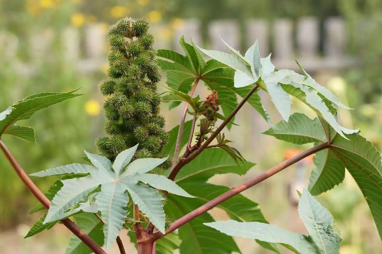 【徒步分享】常见有毒植物清单！户外驴友一定