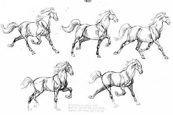 刘继卣画马技法与马的结构素描