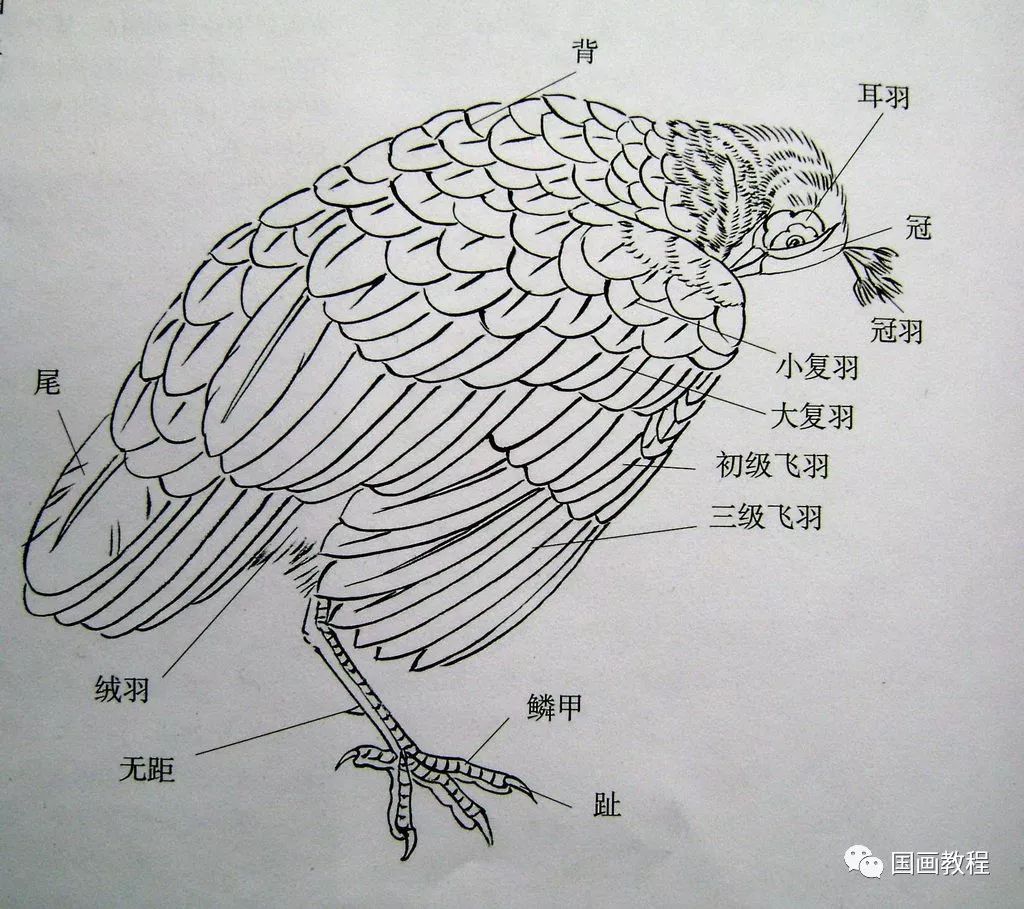 工笔孔雀画法精美绝伦简单易学