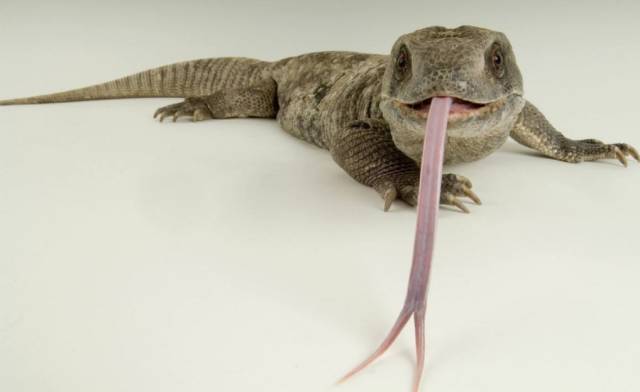 舌头像蜥蜴