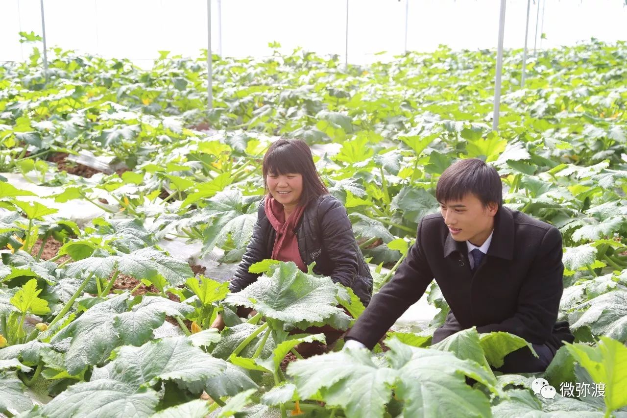 弥渡是典型的农业县,蔬菜种植具有独特的气候,土壤优势,是远近闻名的"