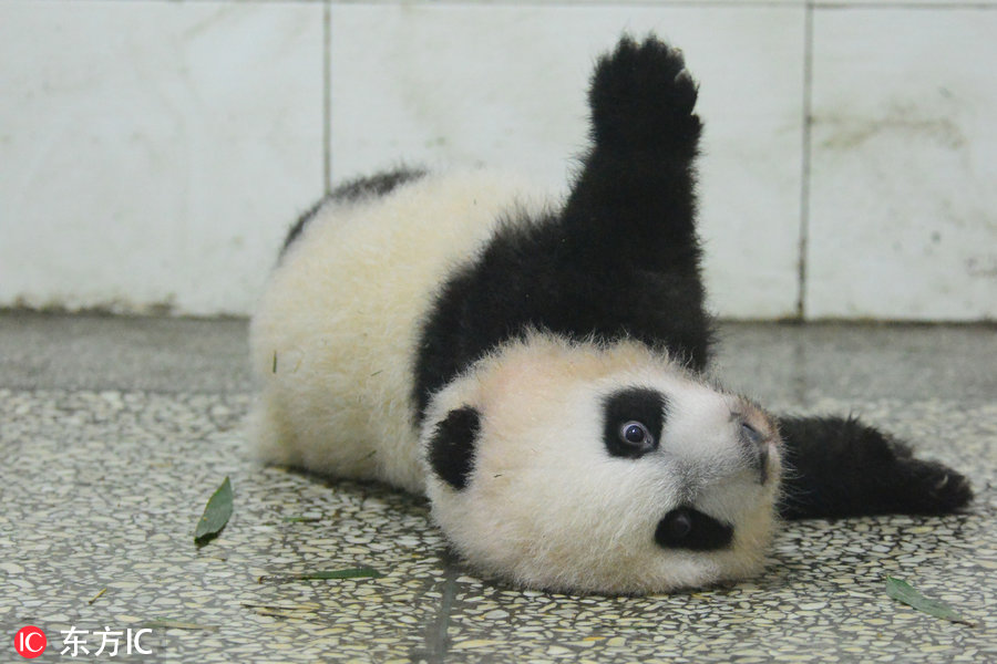 大熊猫瘫地上撒娇卖萌 要抱抱才起得来