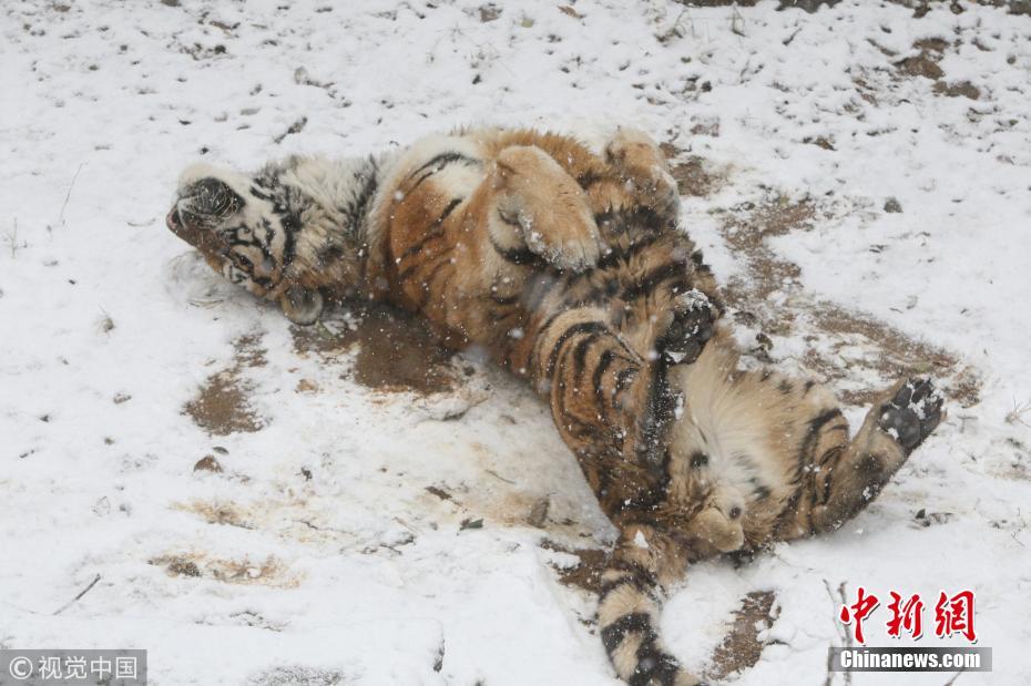 山东烟台迎降雪天气 东北虎雪地里打滚嬉戏