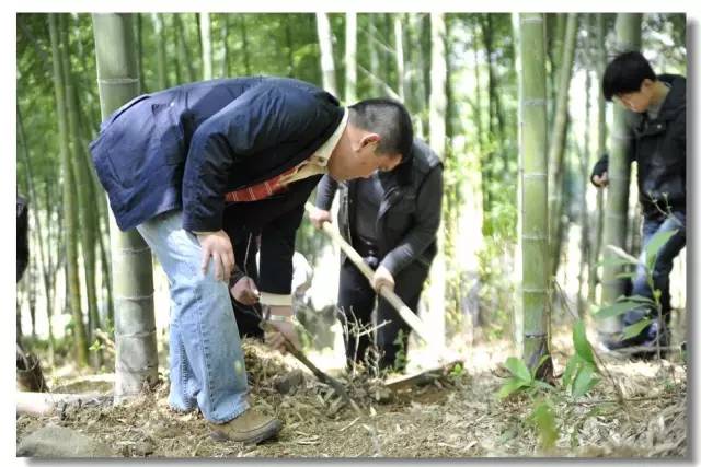 挖冬笋的季节,岳西祖传《挖笋秘籍》流出