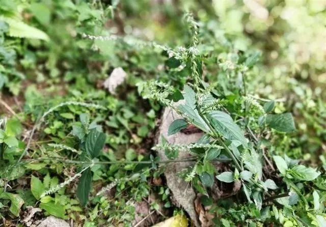 铜鼓农村常见的草治顽固性痔疮的良药!