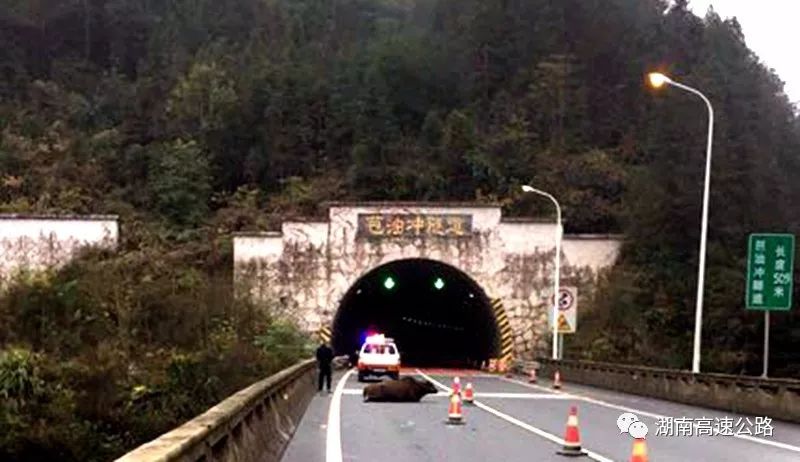 当巡至娄怀高速k138 900路段芭油冲隧道入口时,竟发现超车道上赫然