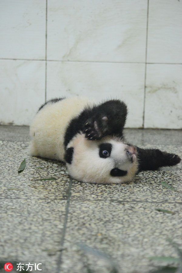 大熊猫瘫地上撒娇卖萌 要抱抱才起得来