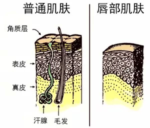 嘴唇的皮肤是非常薄的,角质层大概只有正常皮肤角质层的三分之一