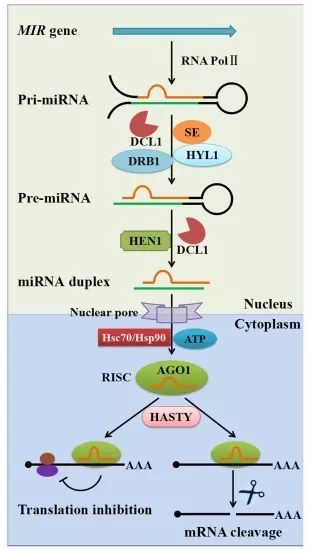 成熟的mirnas是由较长的初级转录物经过一系列核酸酶的剪切加工而产生