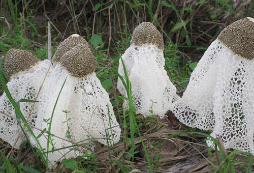 竹荪,一种野生蘑菇,炒菜炖汤都很鲜美,市场价一般是一两百一斤,很多人