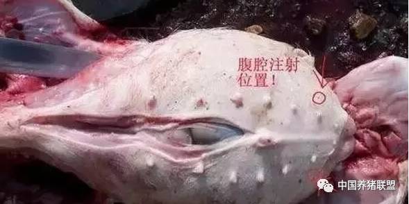 猪腹腔注射的技术要点,你掌握多少?