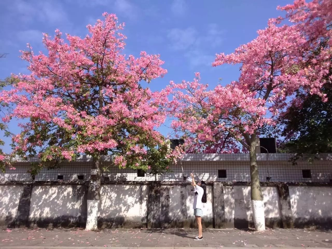 12月的广州 竟藏一大片粉色花海 坐地铁就能去看