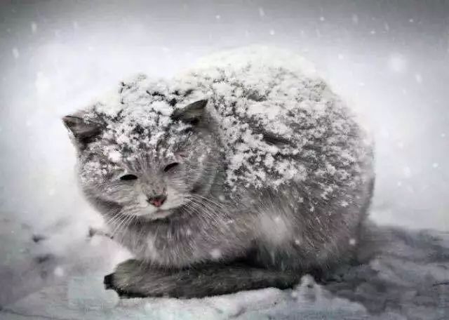 却如何也唤不醒雨雪掩埋的流浪猫,可怜的猫咪.