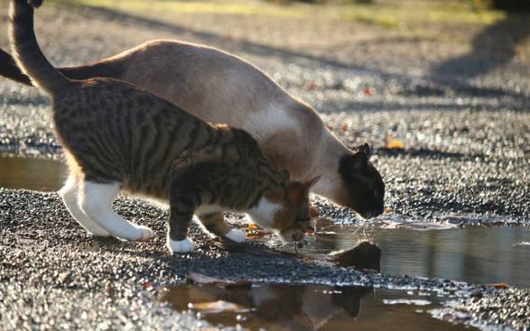 一只猫一天大概要喝多少水？