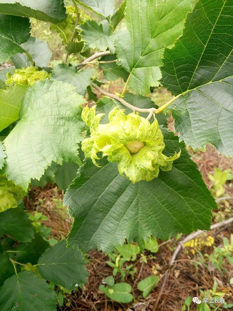 福利到 | 榛香榛仔——来自大城市铁岭的野生榛子,5袋送您免费吃