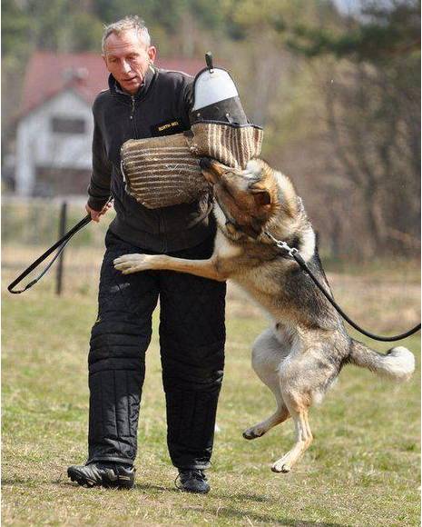 养捷克狼犬的朋友出事了,给养此狗的犬友提个醒它不是宠物