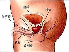 精囊什么成语_精囊位置