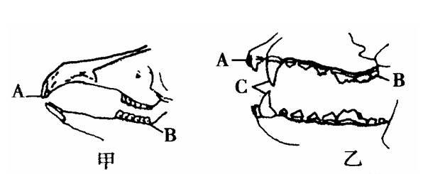门齿,作用是切断